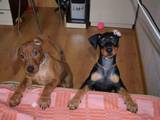 Собаки, щенята Пінчер, ціна 12500 Грн., Фото