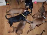 Собаки, щенки Пинчер, цена 12500 Грн., Фото