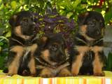 Собаки, щенки Немецкая овчарка, цена 5000 Грн., Фото
