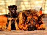 Собаки, щенята Німецька вівчарка, ціна 5000 Грн., Фото