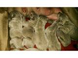 Собаки, щенята Веймарська лягава, ціна 12000 Грн., Фото