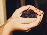 Грызуны Домашние крысы, цена 30 Грн., Фото