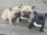 Собаки, щенки Бультерьер, цена 20000 Грн., Фото