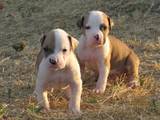 Собаки, щенки Американский бульдог, цена 5000 Грн., Фото