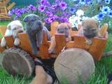 Собаки, щенки Шарпей, цена 1500 Грн., Фото