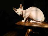 Кошки, котята Канадский сфинкс, цена 2600 Грн., Фото