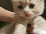 Кошки, котята Неизвестная порода, цена 200 Грн., Фото