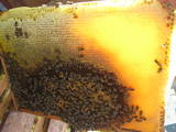Продовольствие Мёд, цена 35 Грн./кг., Фото