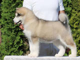 Собаки, щенки Аляскинский маламут, цена 18000 Грн., Фото