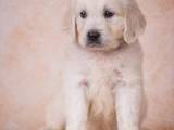 Собаки, щенки Золотистый ретривер, цена 12500 Грн., Фото