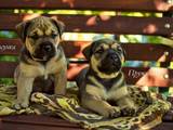 Собаки, щенки Мальоркский бульдог (Ка Де Бо), цена 15300 Грн., Фото