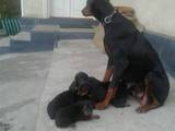 Собаки, щенки Доберман, цена 2500 Грн., Фото