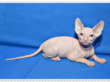 Кішки, кошенята Донський сфінкс, ціна 900 Грн., Фото