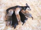 Собаки, щенята Російський гладкошерстий тойтерьер, ціна 2000 Грн., Фото