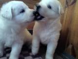 Собаки, щенки Белая Швейцарская овчарка, цена 9000 Грн., Фото