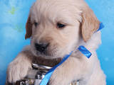 Собаки, щенки Золотистый ретривер, цена 10000 Грн., Фото