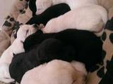 Собаки, щенки Лабрадор ретривер, цена 1000 Грн., Фото