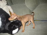 Собаки, щенята Карликовий пінчер, ціна 2800 Грн., Фото