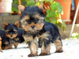 Собаки, щенки Йоркширский терьер, цена 4700 Грн., Фото