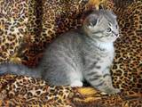 Кішки, кошенята Шотландська висловуха, ціна 1400 Грн., Фото