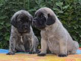 Собаки, щенки Английский мастиф, цена 40000 Грн., Фото