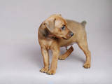 Собаки, щенки Карликовый пинчер, цена 4000 Грн., Фото
