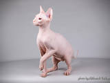 Кошки, котята Донской сфинкс, цена 4900 Грн., Фото
