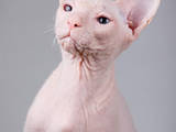 Кошки, котята Донской сфинкс, цена 4900 Грн., Фото
