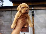 Собаки, щенята Бордоський дог, ціна 10000 Грн., Фото