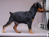 Собаки, щенки Карликовый пинчер, цена 4500 Грн., Фото
