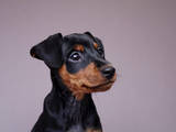 Собаки, щенята Карликовий пінчер, ціна 4500 Грн., Фото