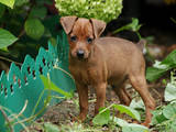 Собаки, щенки Карликовый пинчер, цена 4500 Грн., Фото