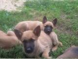 Собаки, щенки Бельгийская овчарка (Малинуа), цена 1500 Грн., Фото