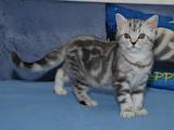 Кошки, котята Британская короткошерстная, цена 5500 Грн., Фото