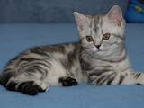 Кішки, кошенята Британська короткошерста, ціна 5500 Грн., Фото