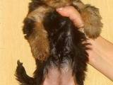 Собаки, щенята Йоркширський тер'єр, ціна 4000 Грн., Фото