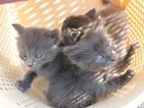 Кішки, кошенята Російська блакитна, ціна 100 Грн., Фото
