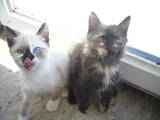 Кішки, кошенята Британська довгошерста, ціна 160 Грн., Фото