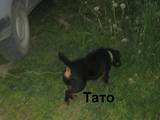 Собаки, щенята Ягдтер'єр, ціна 100 Грн., Фото