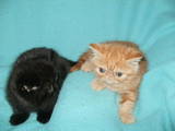 Кошки, котята Американская короткошерстная, цена 3000 Грн., Фото