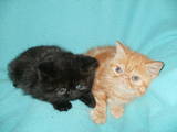 Кішки, кошенята Американська короткошерста, ціна 3000 Грн., Фото