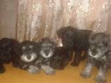 Собаки, щенки Цвергшнауцер, цена 4700 Грн., Фото