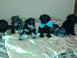 Собаки, щенки Цвергшнауцер, цена 4700 Грн., Фото