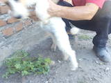 Собаки, щенята Жорсткошерстий фокстер'єр, ціна 1500 Грн., Фото