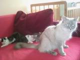 Кішки, кошенята Балінез, Фото