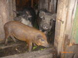 Тваринництво,  Сільгосп тварини Свині, ціна 900 Грн., Фото