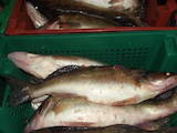 Продовольство Риба і рибопродукти, ціна 12 Грн./кг., Фото