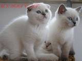 Кішки, кошенята Шотландська висловуха, ціна 2500 Грн., Фото