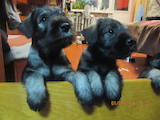 Собаки, щенята Міттельшнауцер, ціна 3200 Грн., Фото