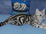 Кошки, котята Британская короткошерстная, цена 7500 Грн., Фото